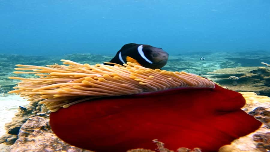 5 Islands Speedboat w/Snorkeling Sea Turtle + Lunch & Drinks - Beach lunch on Ile aux Cerfs