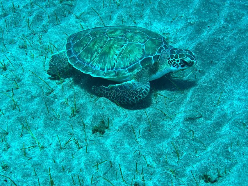 Abades: Guided Snorkeling Tour with Photos - What Makes This Abades Tour Worth Considering