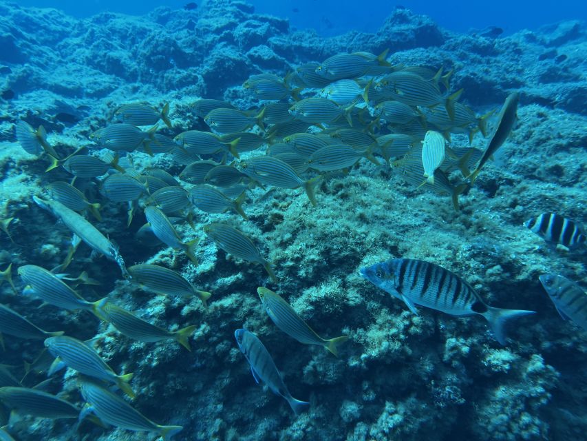 Abades: Guided Snorkeling Tour with Photos - Should You Book This Snorkeling Tour?
