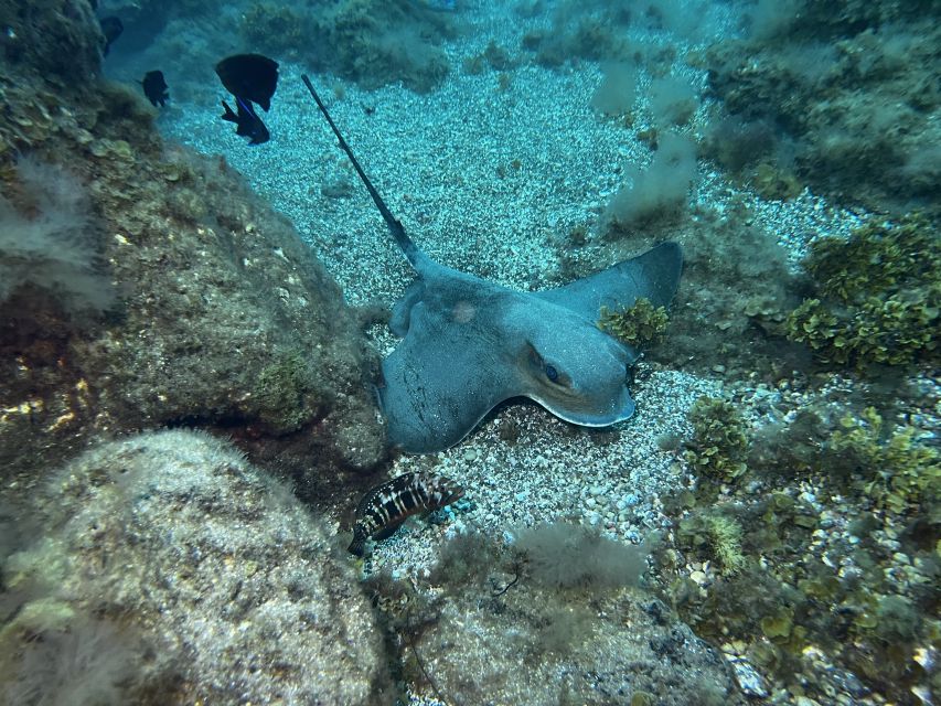 Abades: Guided Snorkeling Tour with Photos - A Gentle Option for Nervous Swimmers and Children