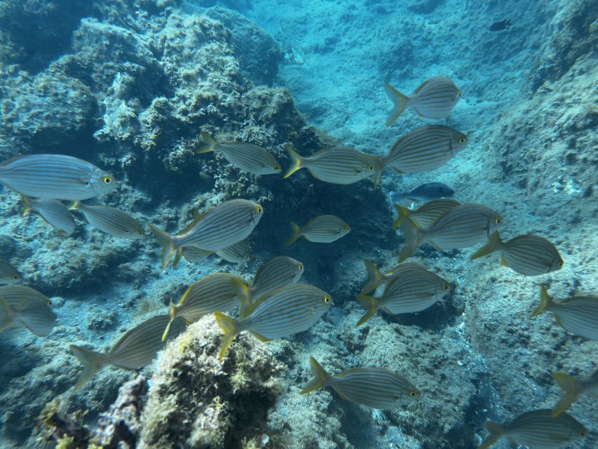 Abades: Guided Snorkeling Tour with Photos - Languages, Timing, and Group Size