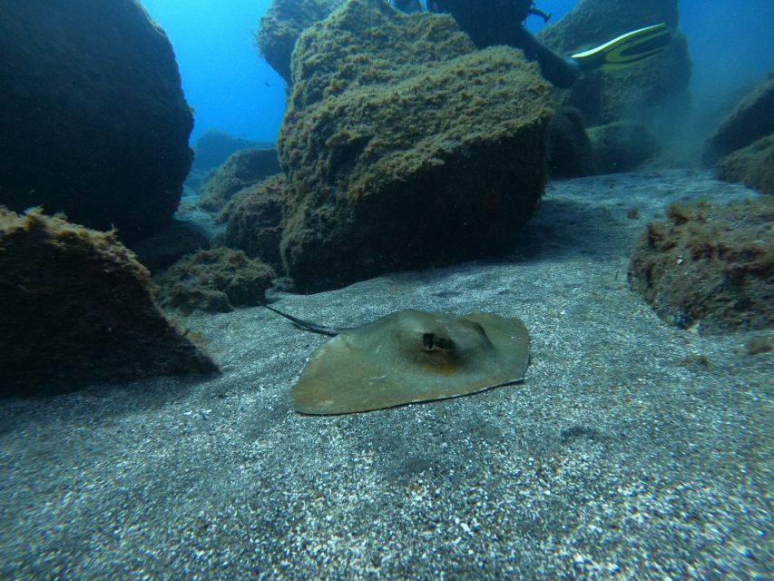 Abades: Tenerife Turtles and Rays Snorkeling Trip - Is $65 good value for 90 minutes?