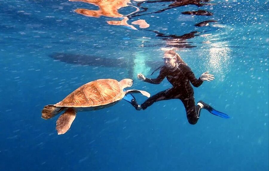 Abades: Tenerife Turtles and Rays Snorkeling Trip - What the 90-minute Tenerife trip is really about
