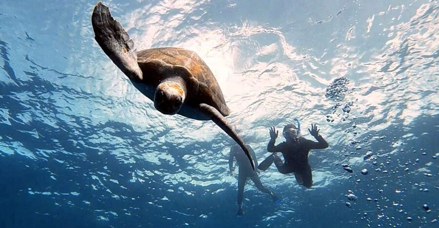 Abades: Tenerife Turtles and Rays Snorkeling Trip - Entering Tenerife’s volcanic underwater world