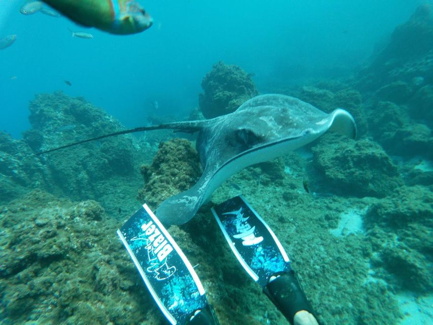Abades: Tenerife Turtles and Rays Snorkeling Trip - Looking for green turtles and different rays
