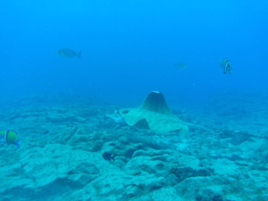 Abades: Tenerife Turtles and Rays Snorkeling Trip - Why beginners may feel comfortable here