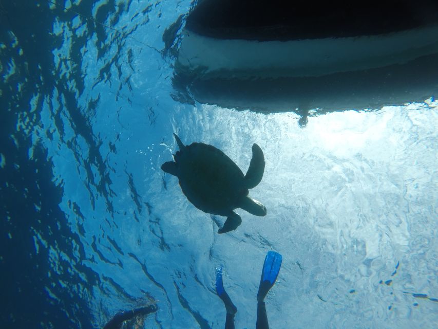 Abades: Tenerife Turtles and Rays Snorkeling Trip - Paco’s guiding style and the educational side