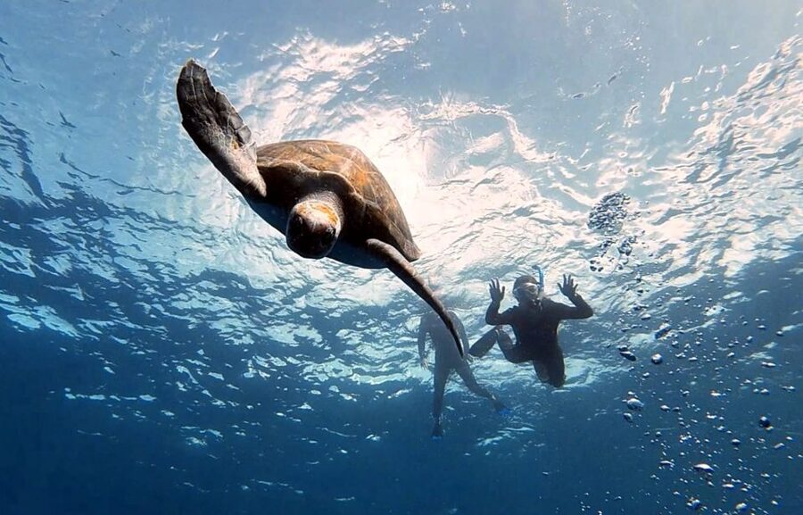 Abades: Tenerife Turtles and Rays Snorkeling Trip - Boat departure or beach entry: which is better?