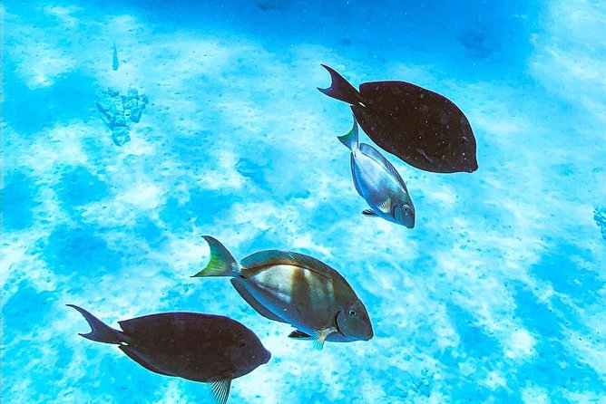 Adults Only Catalina Bay Small Group Snorkel & Sunset Sail - Who should book this sail?