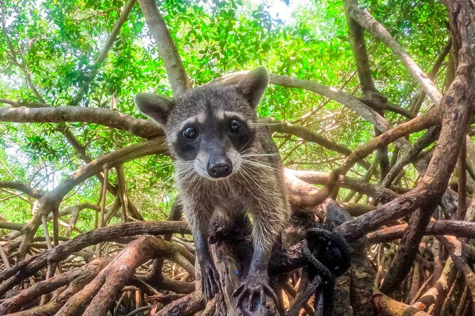 Adventure full day Isla Barú + Mangroves + Snorkel + bioluminescent plankton - A long day from Cartagena to Barú