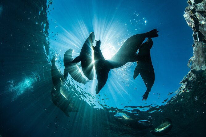 Adventure to Espiritu Santo Island: Snorkel with Sea Lions and Beach - A beach lunch with ceviche and turquoise water