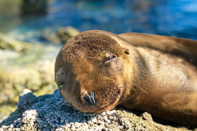 Adventure to Espiritu Santo Island: Snorkel with Sea Lions and Beach - What the $136.52 price includes