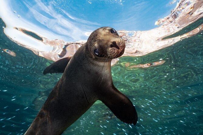 Adventure to Espiritu Santo Island: Snorkel with Sea Lions and Beach - Los Islotes and the sea-lion swim
