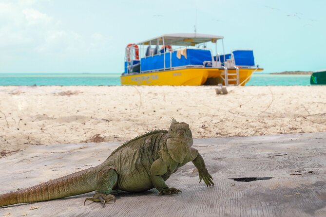 Afternoon Half Day Cruise from Providenciales with Snorkeling and Iguana Island - A Four-Hour Boat Day With Plenty Packed In