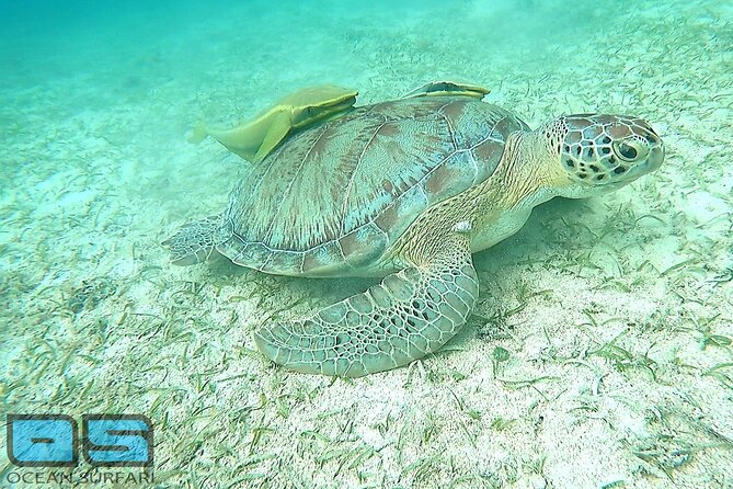 Afternoon Snorkel, Pizza & Sunset Tour departing from St. Thomas & St. John - The Second Stop and When Drinks Begin
