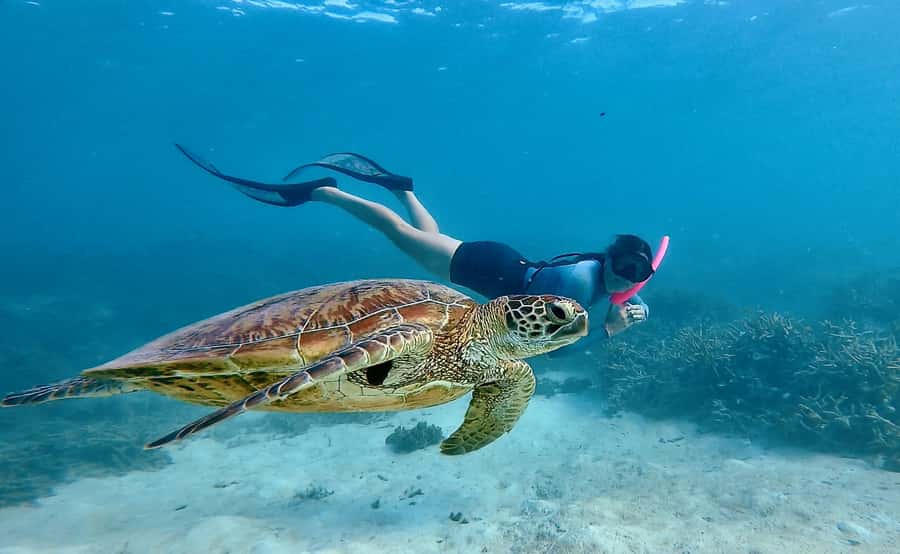 Agnes/1770: Southern Great Barrier Reef Snorkelling Day Trip - Why this Southern Great Barrier Reef trip is different