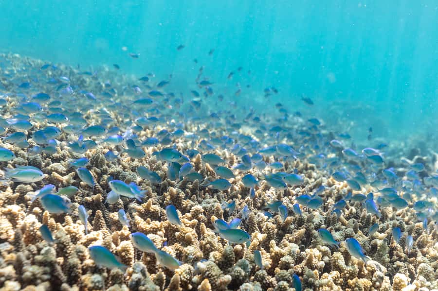 Airlie Beach: Outer Great Barrier Reef Snorkeling Day Trip - The key details at a glance