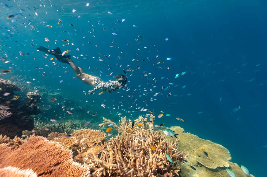 Airlie Beach: Outer Great Barrier Reef Snorkeling Day Trip - An 8:00 pickup through Airlie Beach