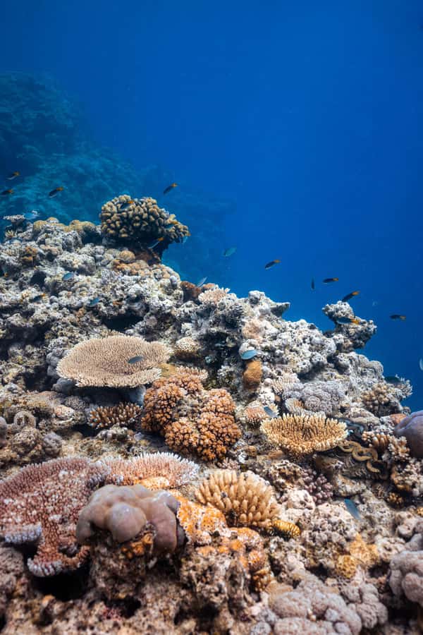 Airlie Beach: Outer Great Barrier Reef Snorkeling Day Trip - Practical tips for a better day