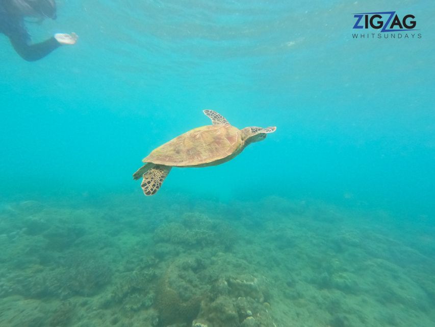 Airlie Beach: Whitehaven Beach Day Tour with Snorkel Option - Snorkelling at a reef location