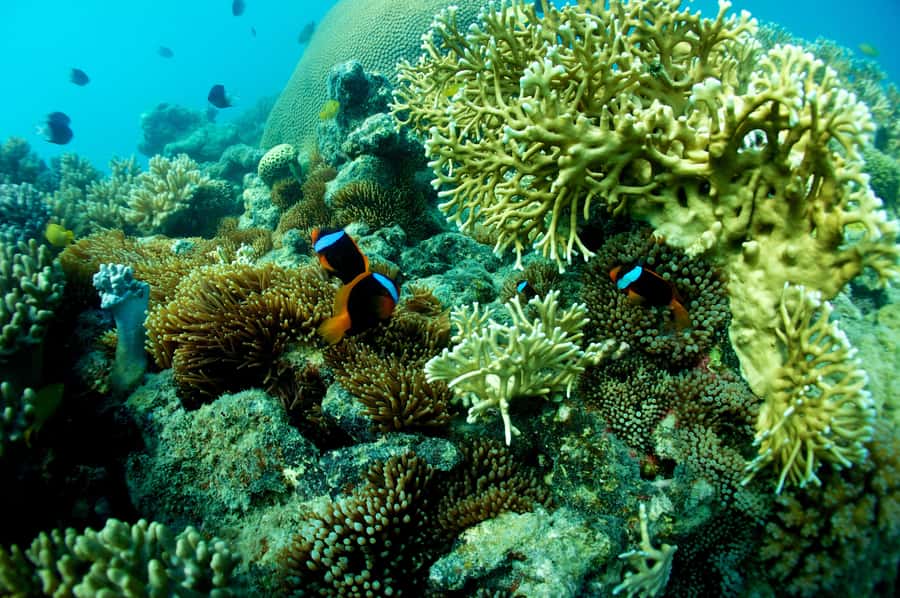 Airlie Beach: Whitsunday Islands Sailing, SUP & Snorkel Tour - Langford Island, the sand cay and paddle time