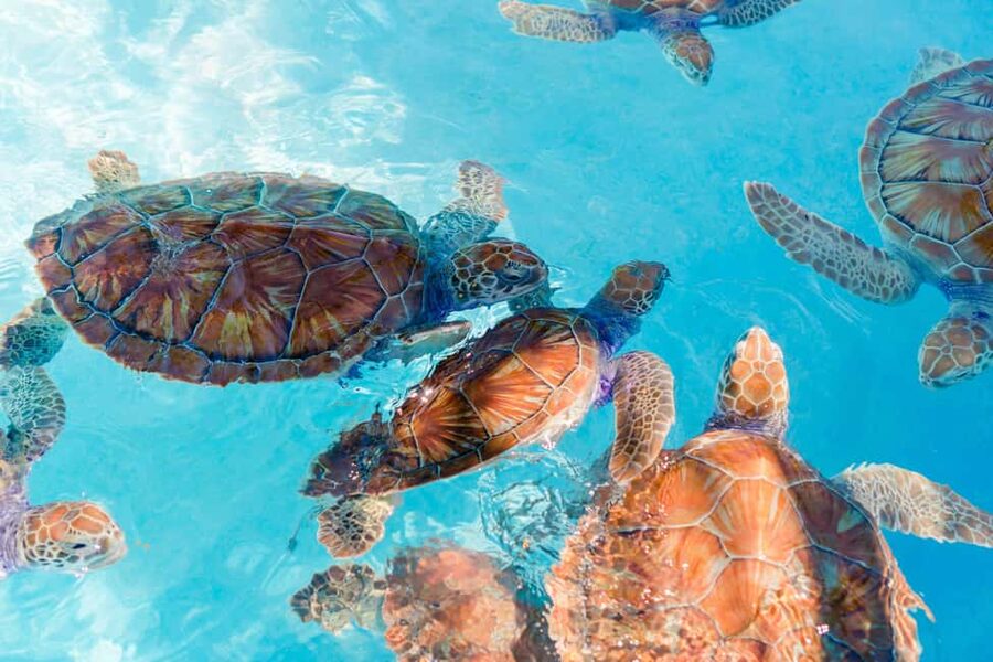 Akumal: Snorkel with Marine Fauna and an Expert Guide - Key points at a glance