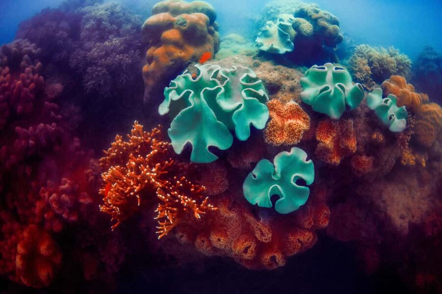 Akumal: Snorkel with Marine Fauna and an Expert Guide - Who should book this experience?