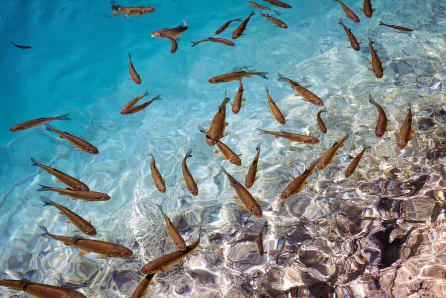 Akumal: Snorkel with Marine Fauna and an Expert Guide - Into the clear water with turtles and rays