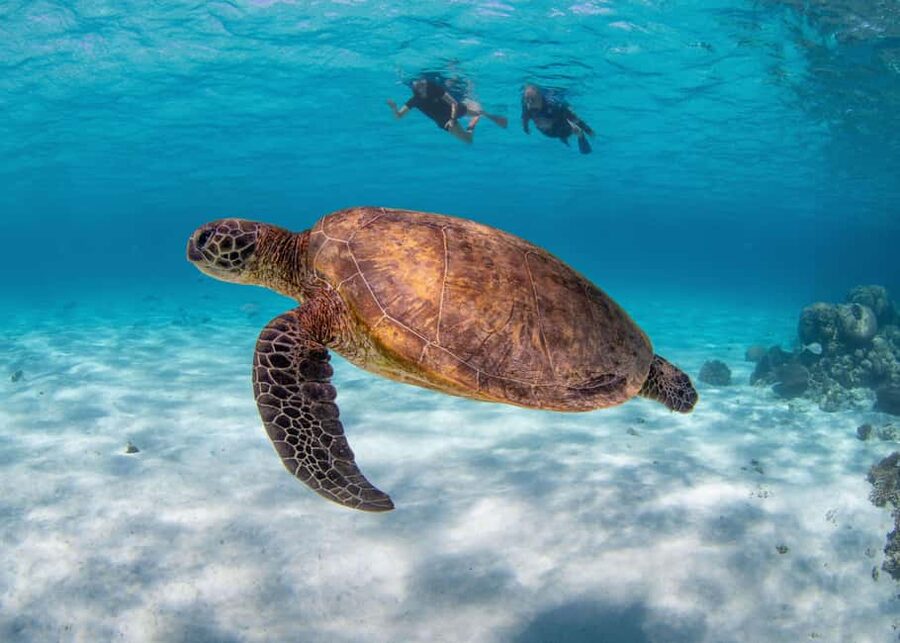 Akumal: Snorkel with Marine Fauna and an Expert Guide - The coral, fish, and underwater setting