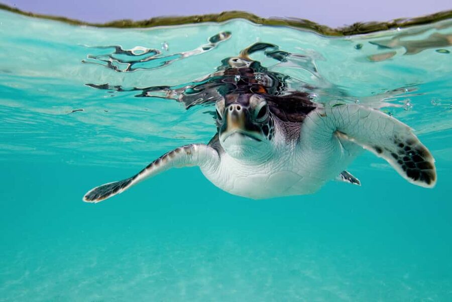 Akumal: Snorkel with Marine Fauna and an Expert Guide - Facilities that make the outing easier