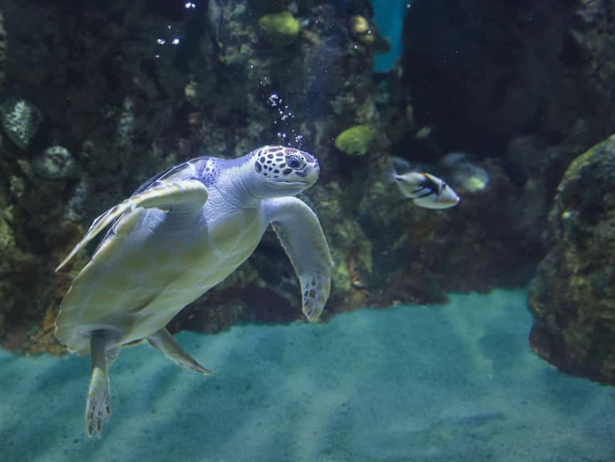 Akumal: Snorkel with Marine Fauna and an Expert Guide - Beach time after the swim