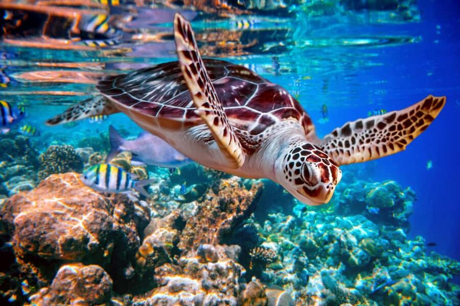 Akumal: Snorkel with Marine Fauna and an Expert Guide - Meeting at Oxxo Mar Azul