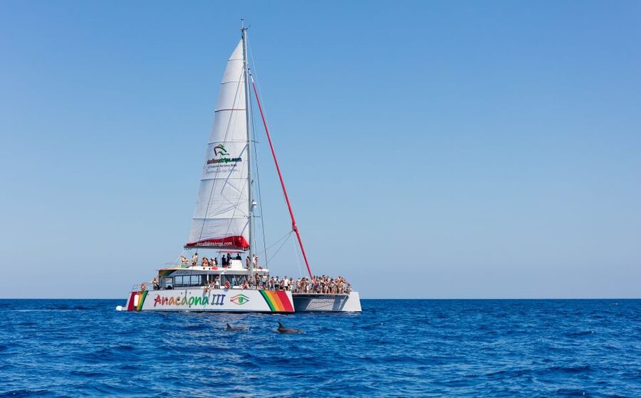 Alcudia: Sunset Catamaran Tour with Dinner and Snorkeling - What makes this Alcudia cruise worth considering