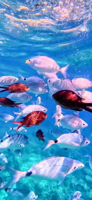Alghero: Boat Tour and Snorkeling with Aperitif Porto Conte - The Sardinian aperitif at noon or 6 p.m.