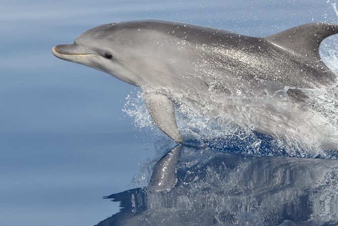 Alghero - Dolphin Watching and Guided Snorkeling (summer tour) - Key Things to Know Before You Book