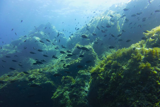 Alghero - Dolphin Watching and Guided Snorkeling (summer tour) - Searching for Dolphins Along Sardinia’s Coast