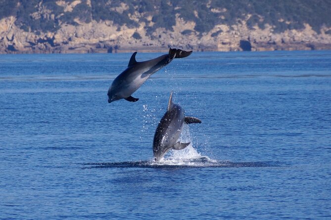 Alghero - Dolphin Watching and Guided Snorkeling (summer tour) - Capo Caccia and Isola Piana by Boat