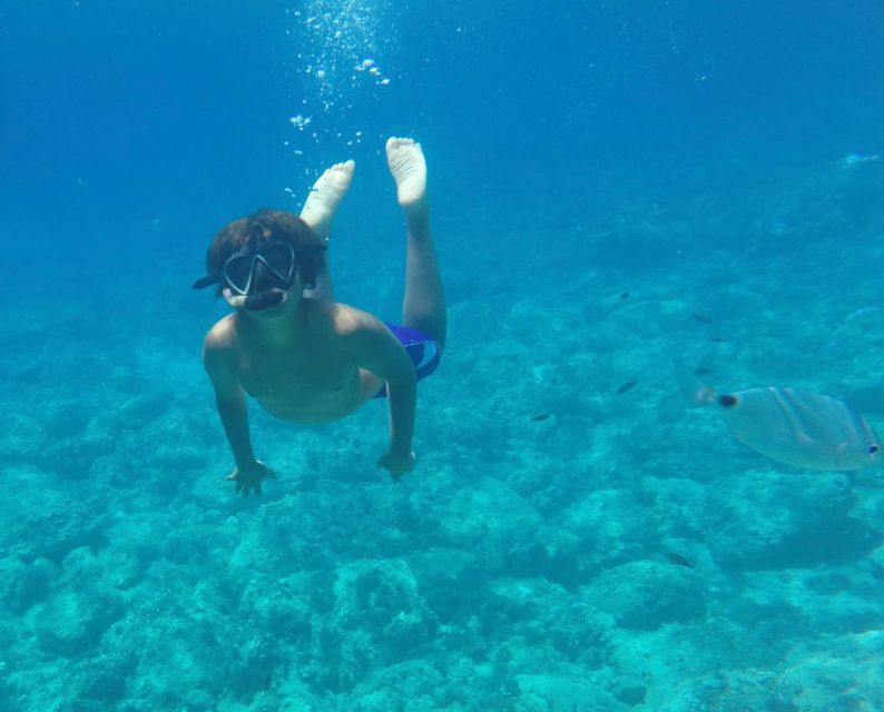 Alghero: Snorkeling Boat Tour in Porto Conte and Capo Caccia - Marine Life, Dolphins, and Birdwatching