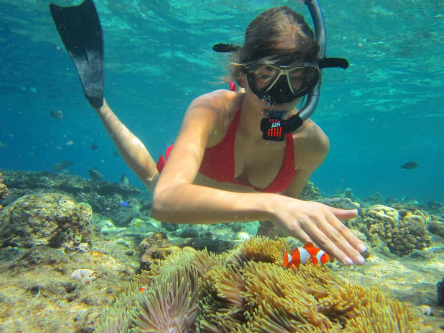 All Include Snorkeling at Menjangan Island - Key points at a glance