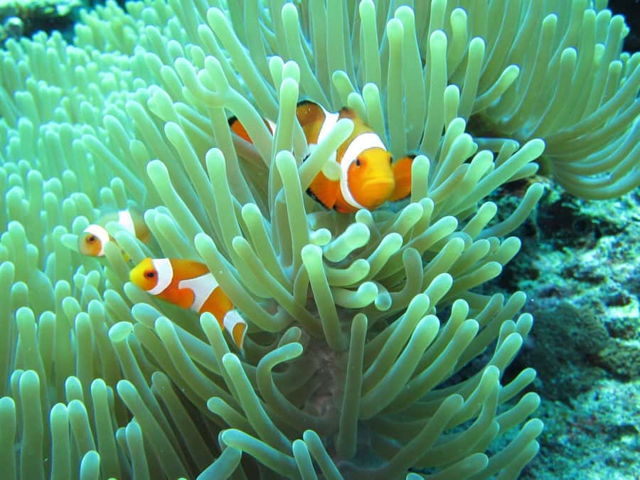 All Include Snorkeling Menjangan Island - Key points to know before booking