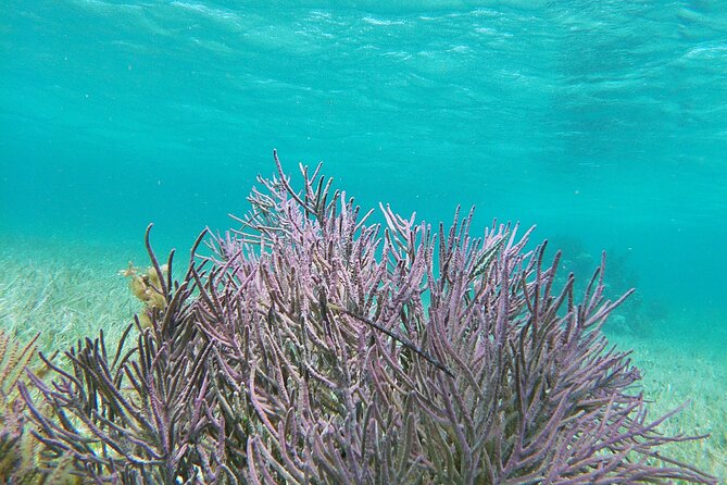 Amazing Snorkeling Experience + Real Mexican Tacos - Free time in Puerto Morelos