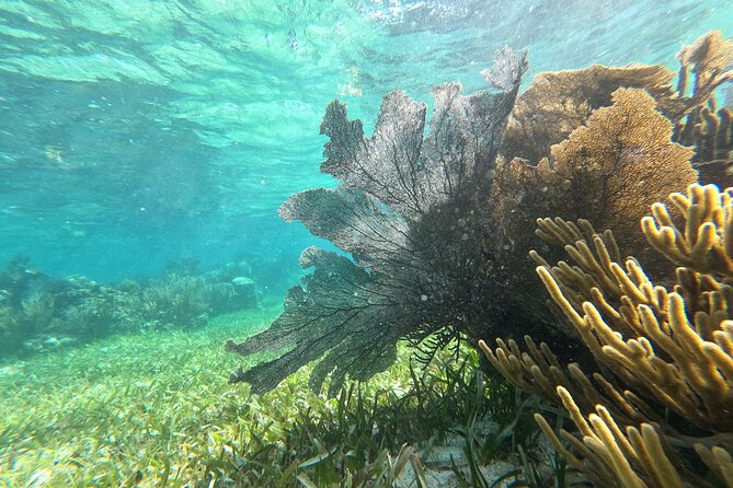 Amazing Snorkeling Experience + Real Mexican Tacos - What the $39 price really covers