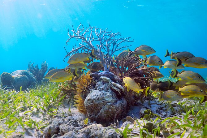 Amazing Snorkeling Experience + Real Mexican Tacos - The sunscreen and camera rules need attention