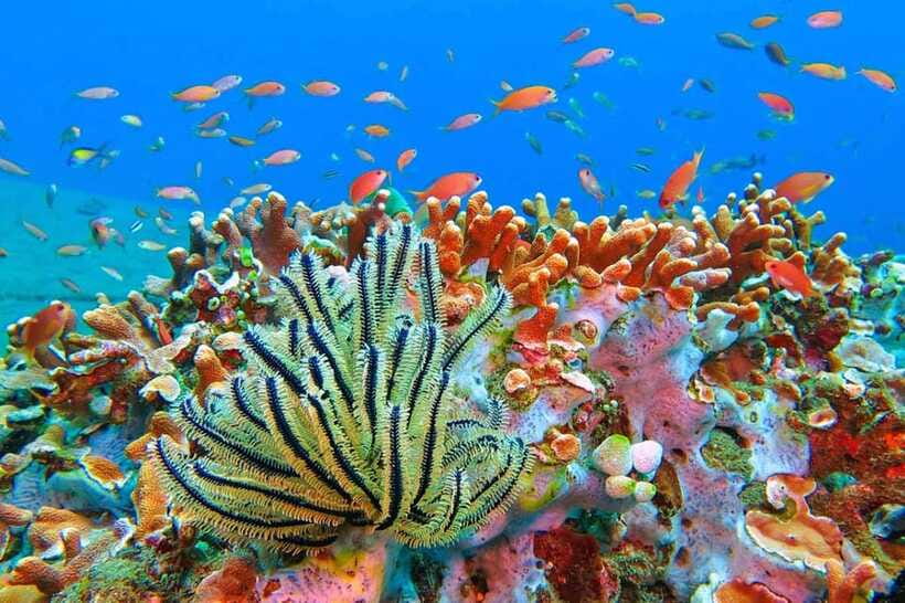 Amed: Snorkeling Tour with Japanese Shipwreck and Coral … - Pickup Choices and the Real Cost