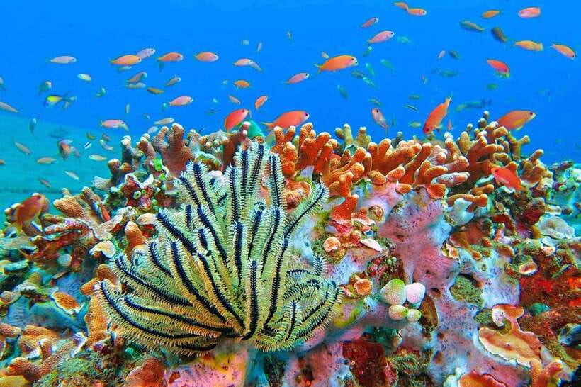 Amed: Snorkeling Tour with Japanese Shipwreck and Coral … - The Japanese Shipwreck: A Memorable Underwater Landmark