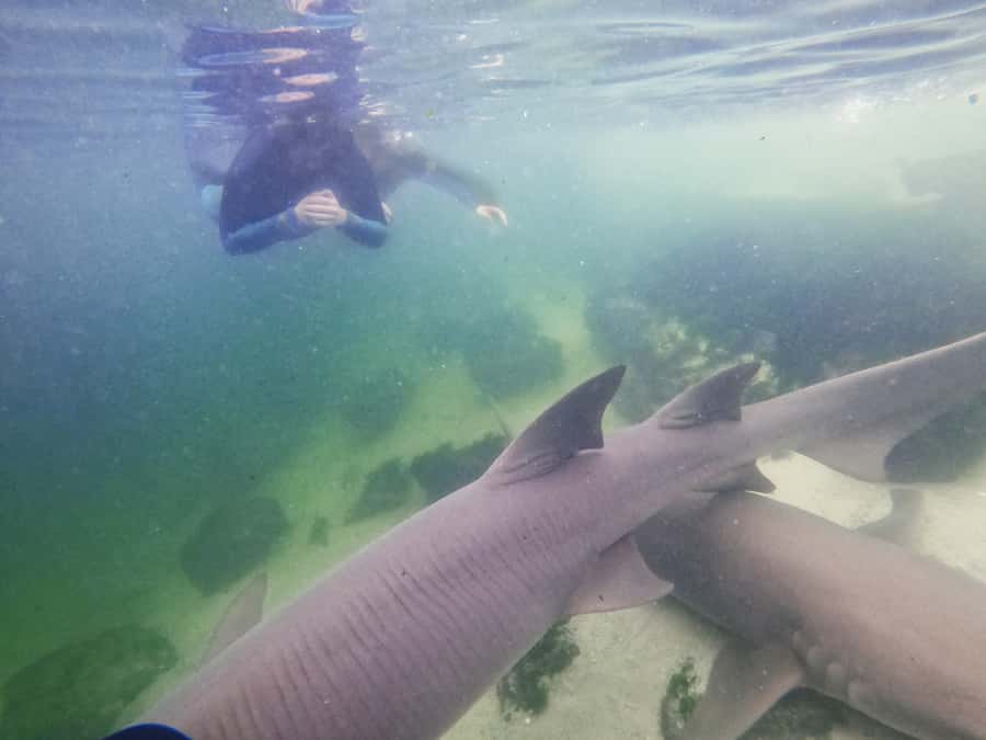 Anna Bay: Irukandji Entry Pass with Reef Shark Snorkel - Key points to know before you book