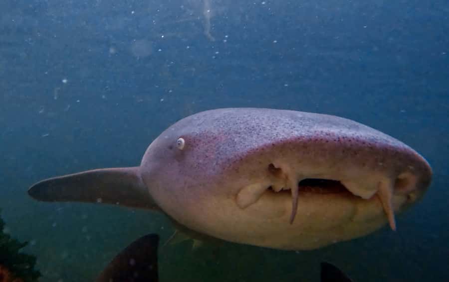Anna Bay: Irukandji Entry Pass with Reef Shark Snorkel - Meeting the sharks at Anna Bay