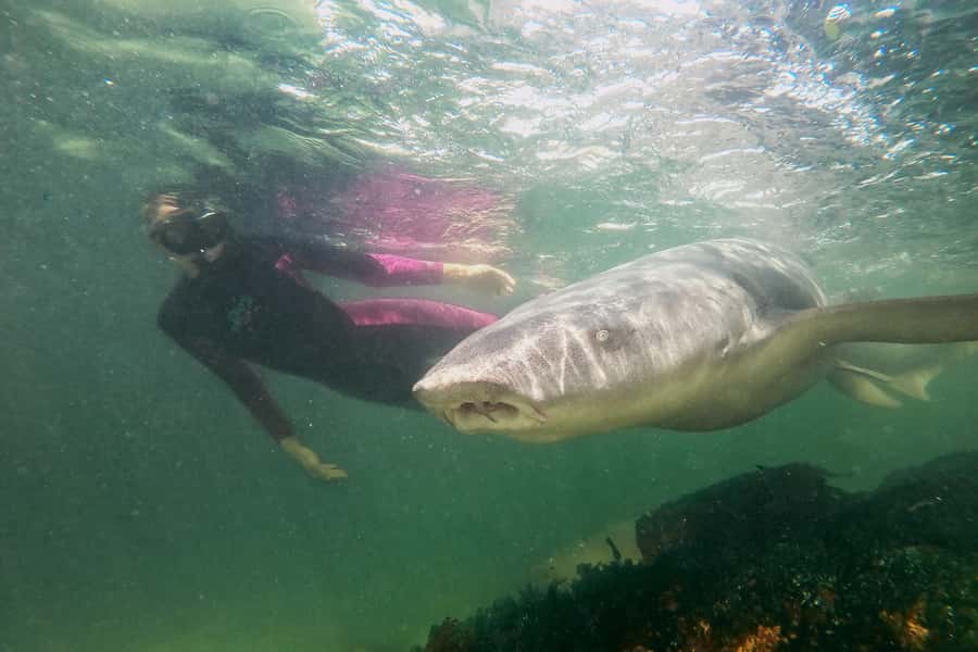 Anna Bay: Irukandji Entry Pass with Reef Shark Snorkel - Thirty minutes in the Tropical Lagoon