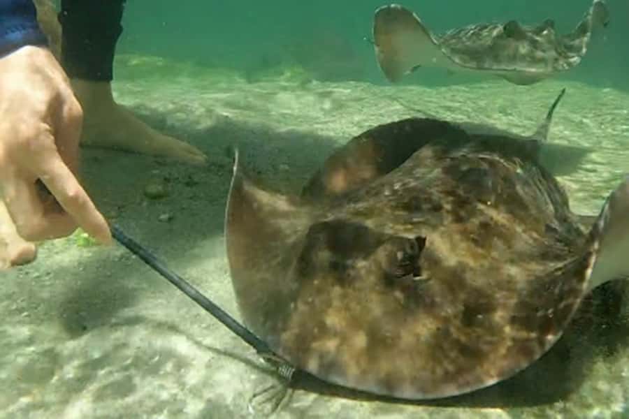 Anna Bay: Irukandji Entry Pass with Reef Shark Snorkel - Fish pools and hands-on learning