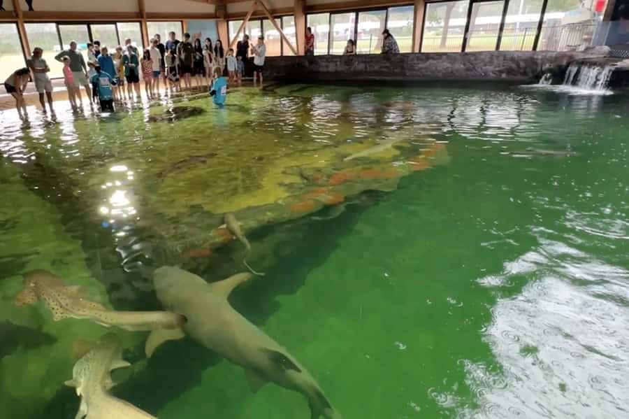 Anna Bay: Irukandji Entry Pass with Reef Shark Snorkel - Should you book the Irukandji shark snorkel?
